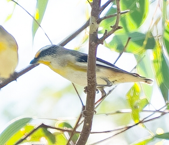 Pardalote, Striated