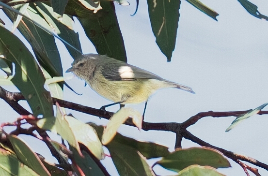 Weebill