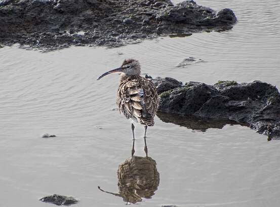 Whimbrel