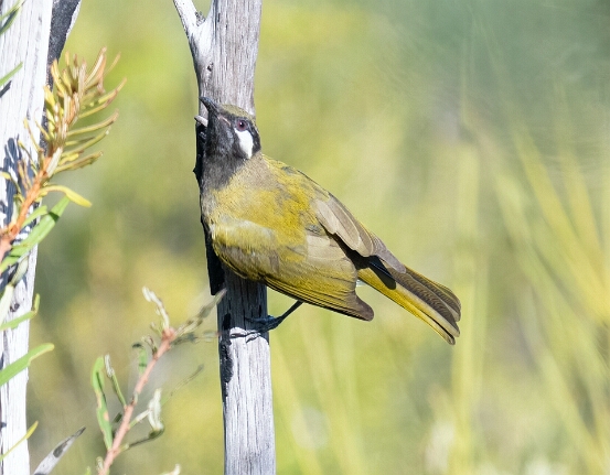 Honeyeater, White-eared