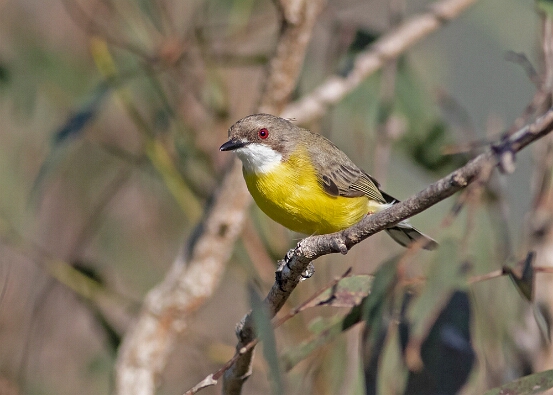 Gerygone, White-throated