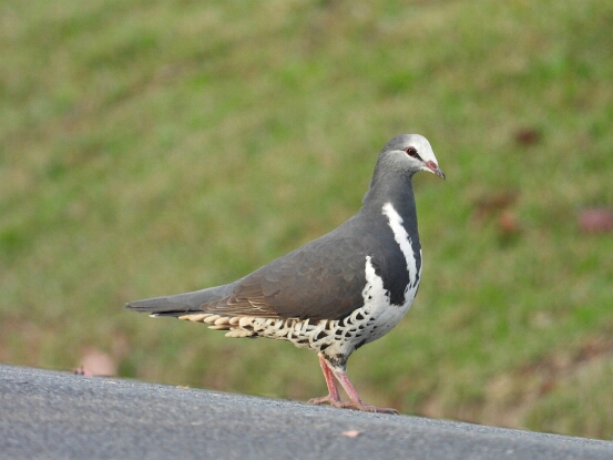 Pigeon, Wonga