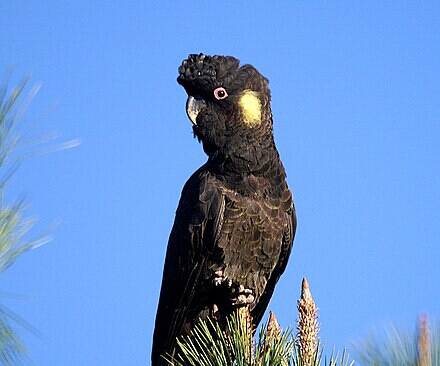 Black-Cockatoo, Yellow-tailed