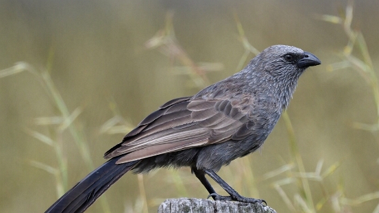 Apostlebird,