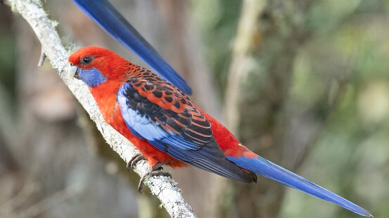 Rosella, Crimson