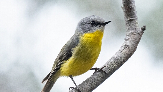 Robin, Eastern Yellow