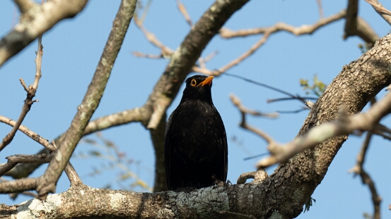 Blackbird, Eurasian