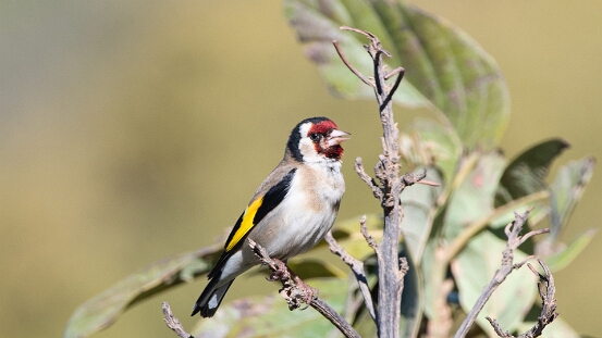 Goldfinch, European