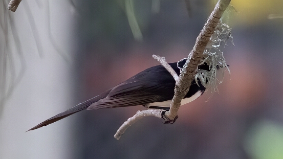 Flycatcher, Leaden