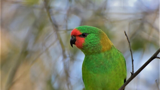 Lorikeet, Little