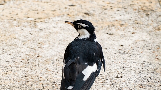 Magpie-lark,