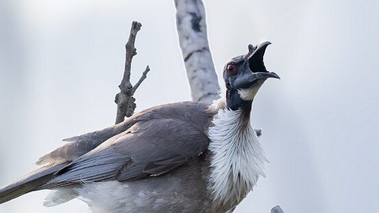 Friarbird, Noisy
