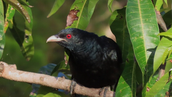 Koel, Pacific