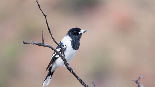 Butcherbird, Pied