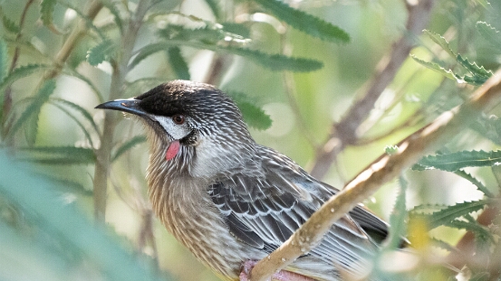 Wattlebird, Red