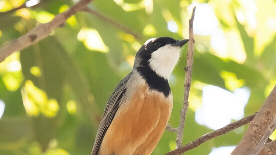 Whistler, Rufous