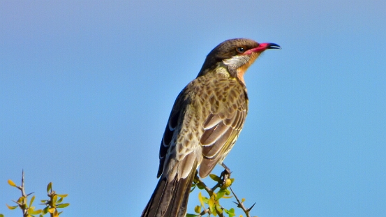 Honeyeater, Spiny-cheeked
