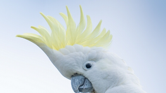 Cockatoo, Sulphur-crested