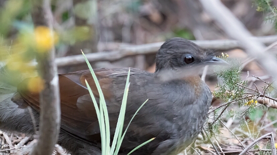 Lyrebird, Superb