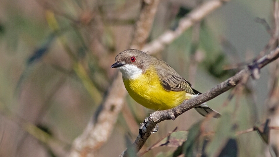 Gerygone, White-throated