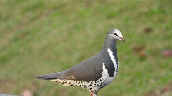 Pigeon, Wonga