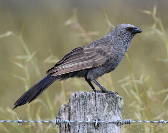 Apostlebird