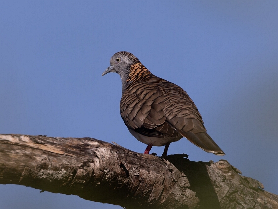 Dove, Bar-shouldered