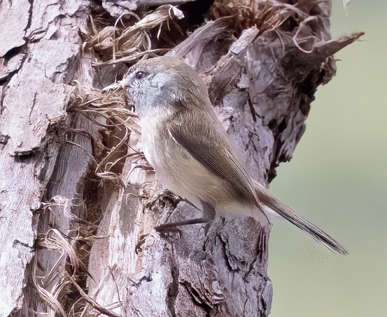 Brown Gerygone. Brown