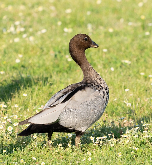 Duck, Maned