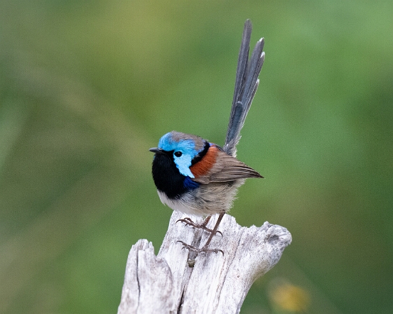 Fairywren, Variegated