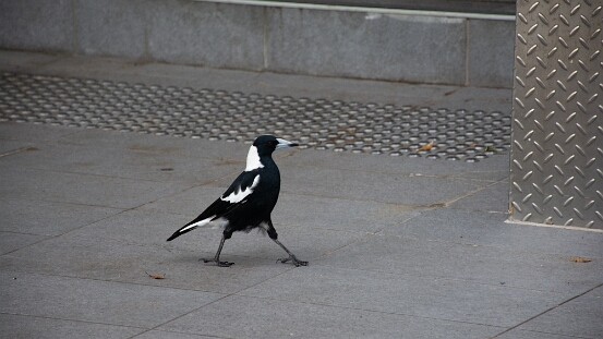 Magpie, Australian