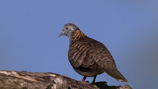 Dove, Bar-shouldered