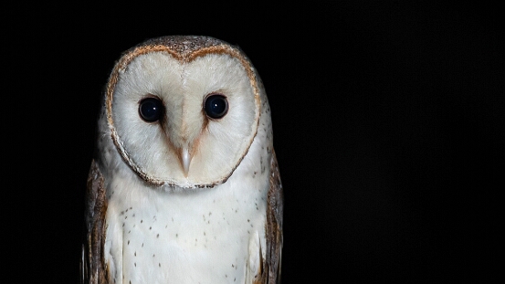 Owl, Barn