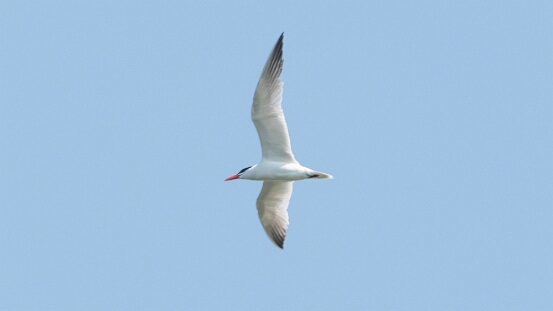 Tern, Caspian