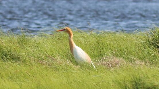 Egret, Cattle