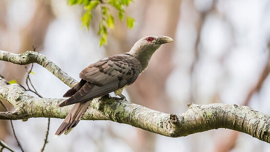 Channel-billed Cuckoo