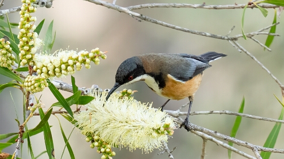 Spinebill, Eastern
