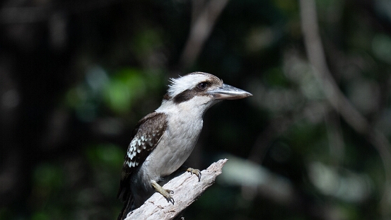 Kookaburra, Laughing