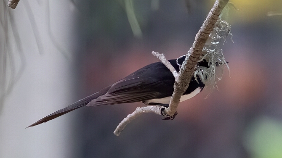 Flycatcher, Leaden