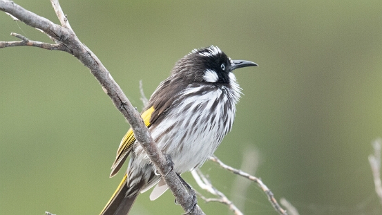 Honeyeater, New Holland