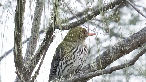 Oriole, Olive-backed
