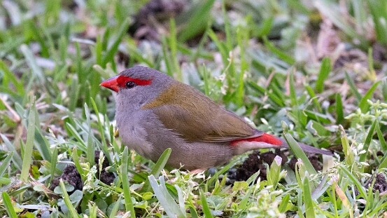 Firetail, Red-browed