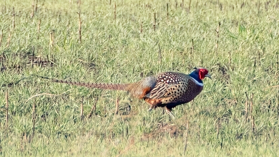 Pheasant, Ring-necked