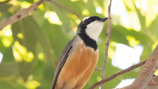 Whistler, Rufous