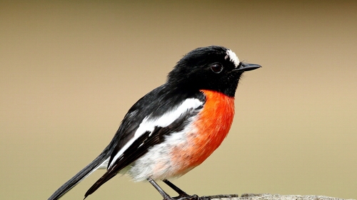 Robin, Scarlet