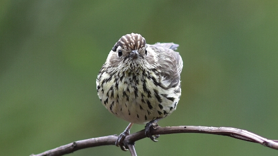 Warbler, Speckled