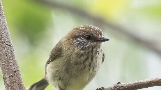 Thornbill, Striated