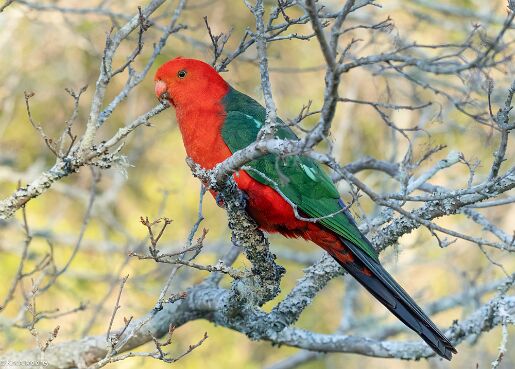 King-Parrot, Australian