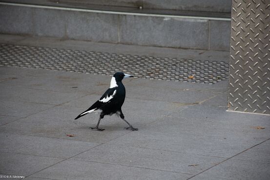 Magpie, Australian