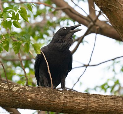 Raven, Australian